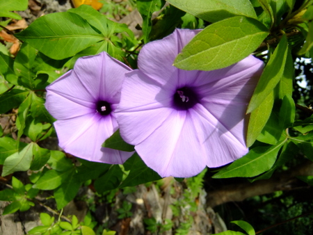 05和美山步道27 05和美山步道27