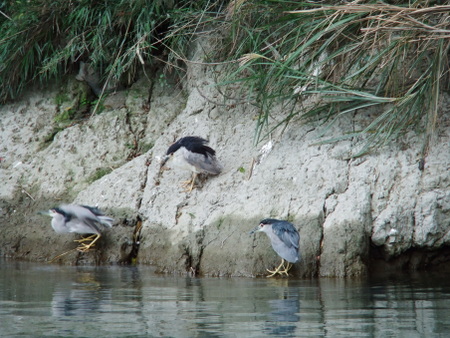 06划鴨鴨24 06划鴨鴨24