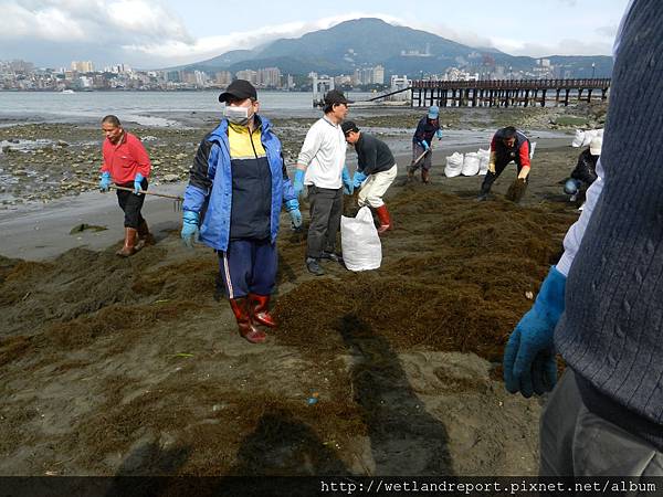 20120321 淡水河馬尾藻漂入及食物網採樣 謝蕙蓮攝 015 八里左岸 20120321 淡水河馬尾藻漂入及食物網採樣 謝蕙蓮攝 015 八里左岸