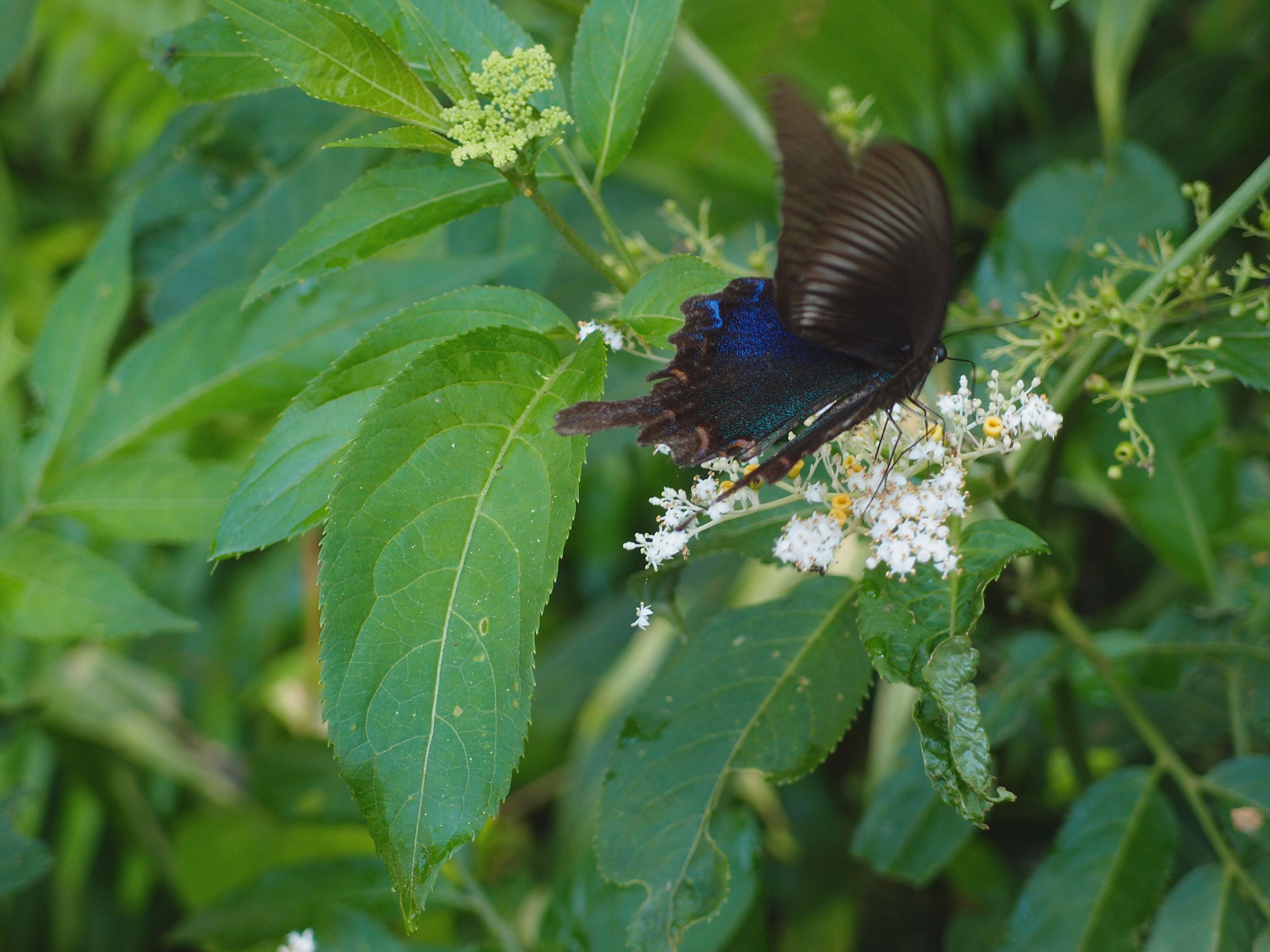 P8308378.JPG P8308378.JPG