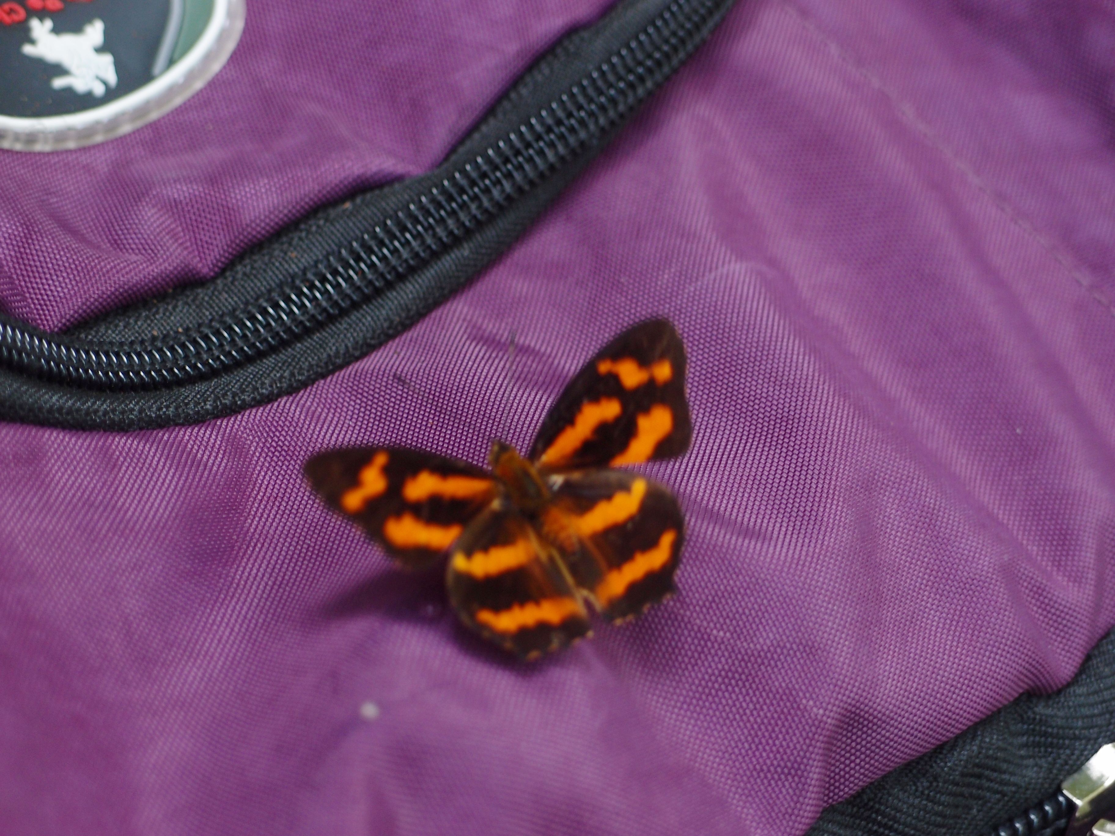 P8308572.JPG P8308572.JPG