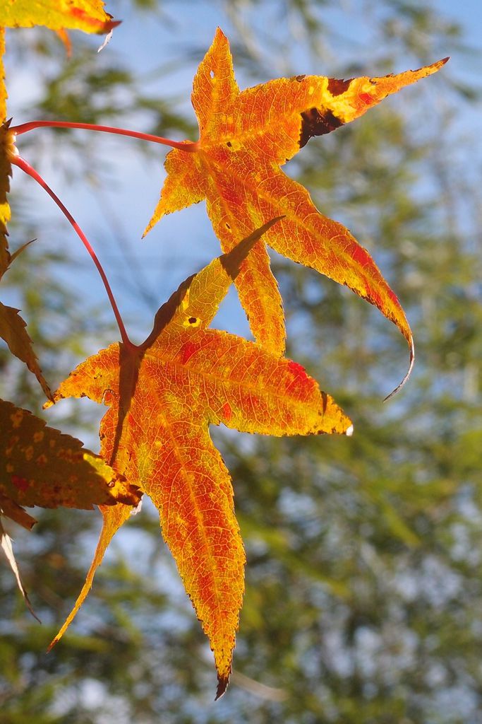 PC203296 (2).jpg PC203296 (2).jpg