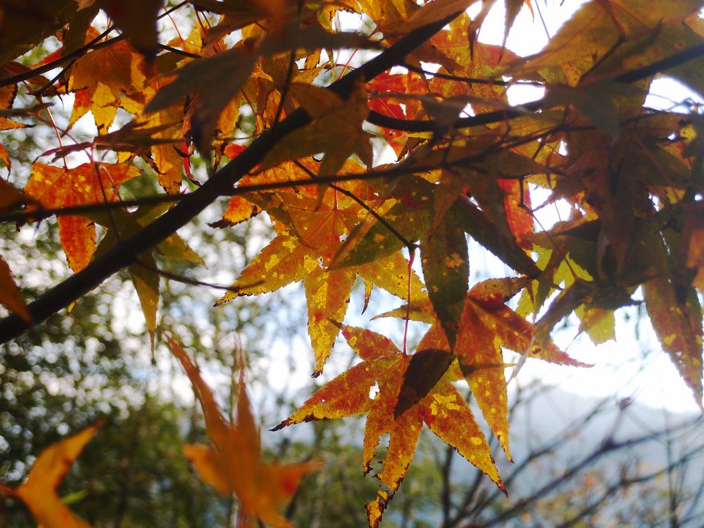 PC203381.JPG PC203381.JPG