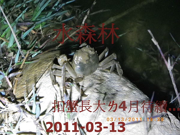 100年慶大閘蟹成長過程記錄-3 009.jpg