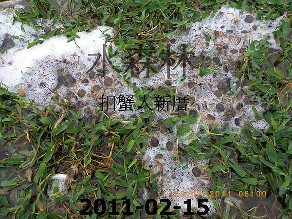 100年慶大閘蟹成長過程記錄 016.jpg