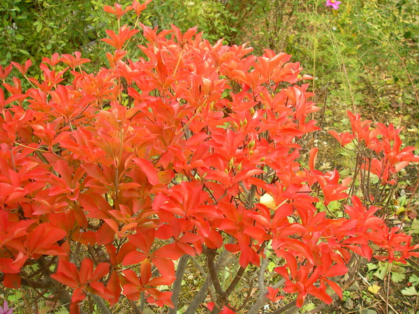 SANY0247.JPG SANY0247.JPG