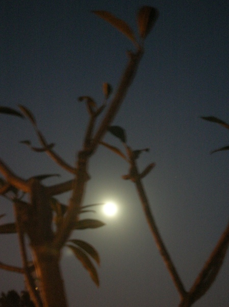 DSCN2452.JPG DSCN2452.JPG