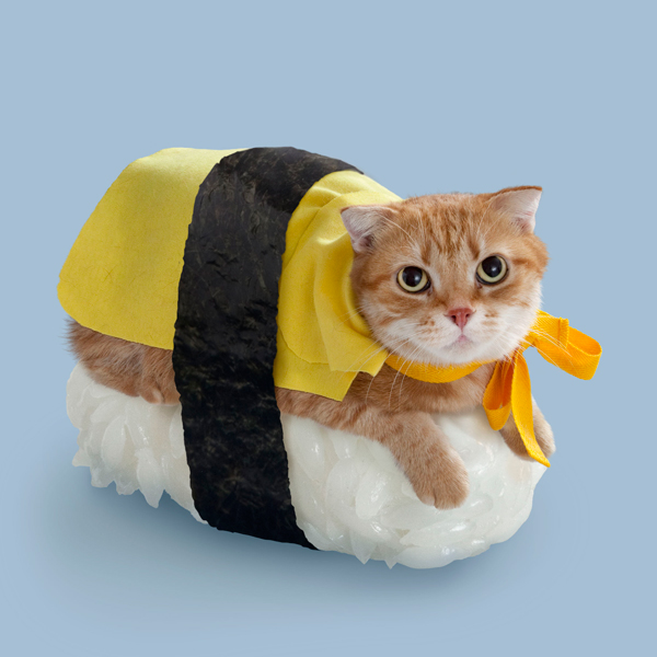 Sushi Cats Sushi Cats