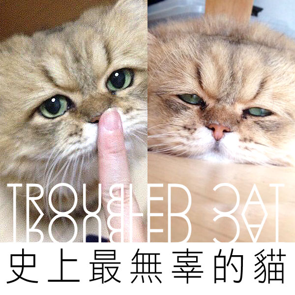 fuu-chan-japan-cat fuu-chan-japan-cat
