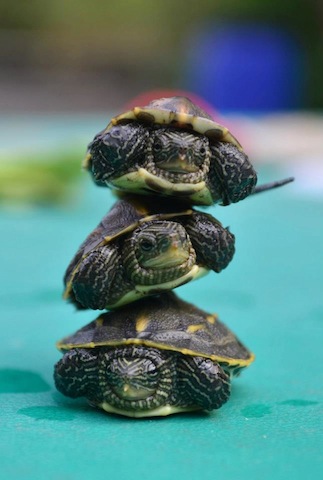 13962_4063080155480_31162438_n