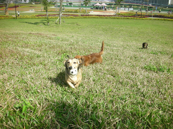 新店陽光運動公園-散步去 5.JPG