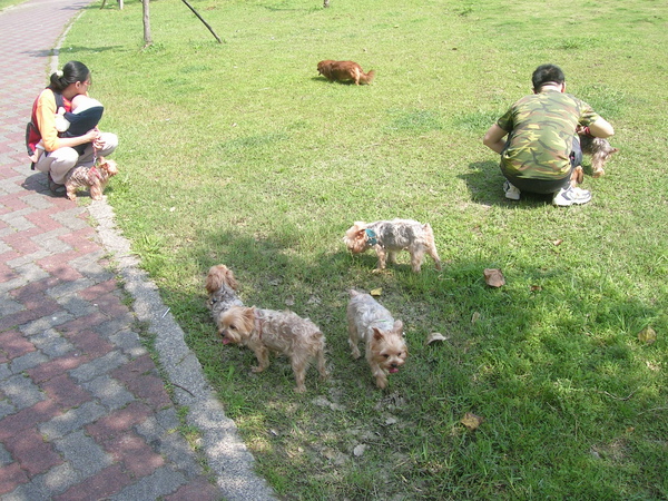 約克夏軍團（蹓狗）