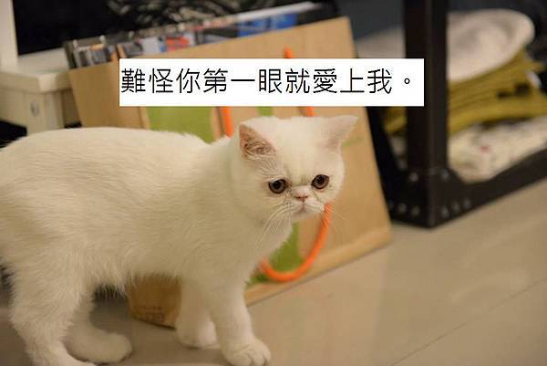 1800258_726355210767718_3197028061000729372_n