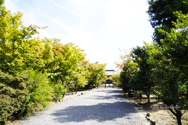 【京都】彼岸花畔一片天：大本山天龍寺(3)