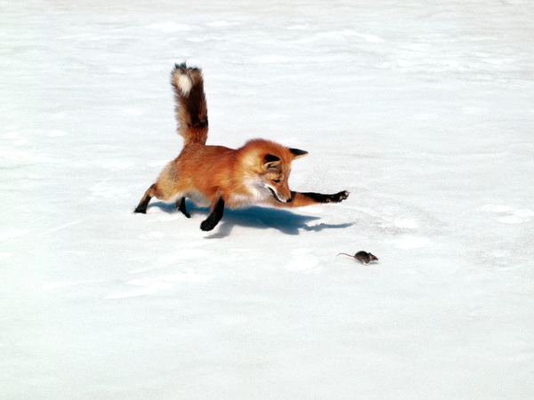 Chasing a Snack, Red Fox.jpg