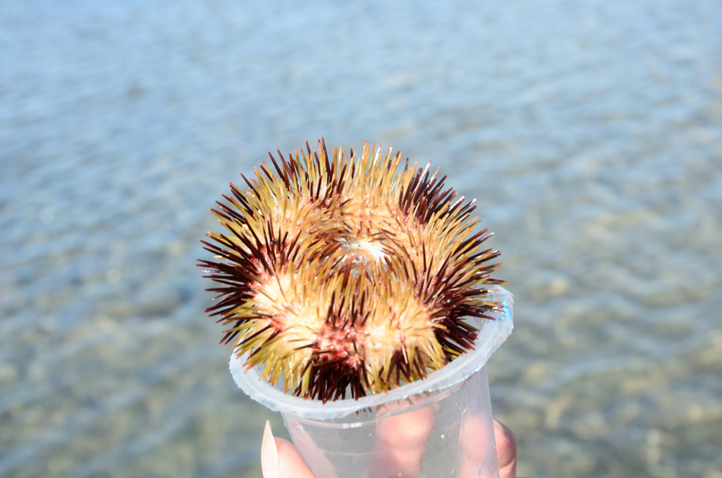 DSC_5633.JPG DSC_5633.JPG