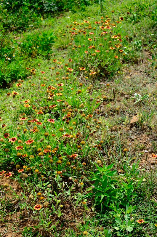 DSC_6061.JPG DSC_6061.JPG