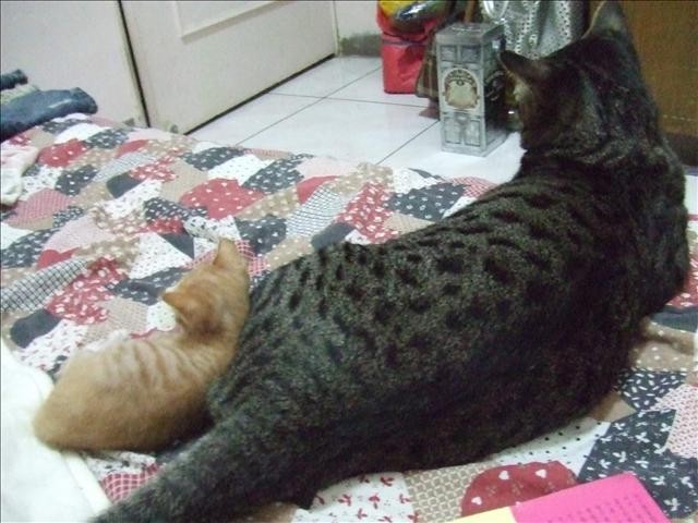 貓咪也要換季 - 第1張圖