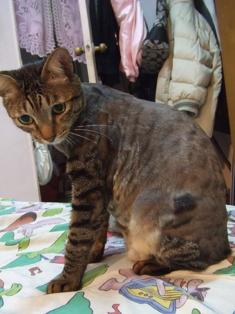 貓咪也要換季 - 第2張圖