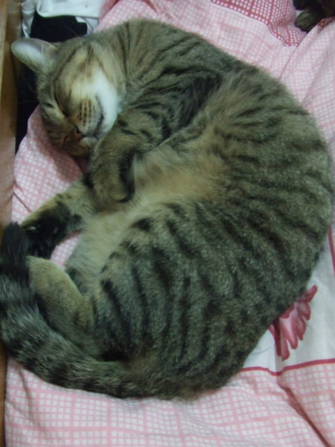 貓咪也要換季 - 第3張圖