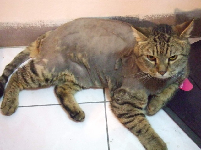 貓咪也要換季 - 第4張圖