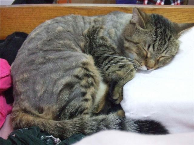 貓咪也要換季 - 第5張圖