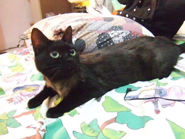 貓咪也要換季 - 第6張圖