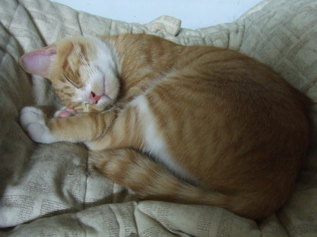 貓咪也要換季 - 第7張圖