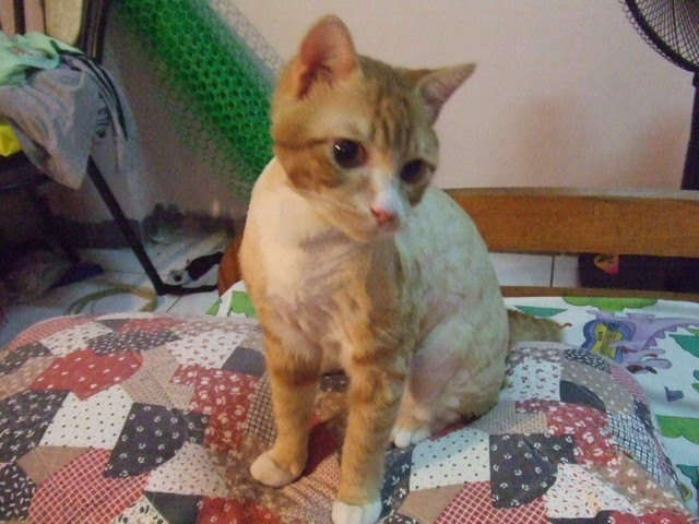 貓咪也要換季 - 第8張圖