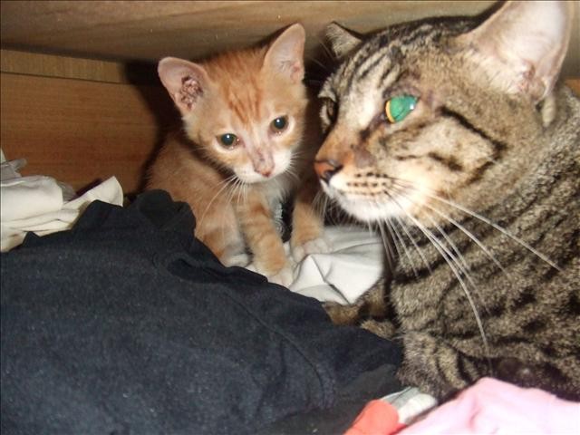 呆呆奶媽 - 第1張圖