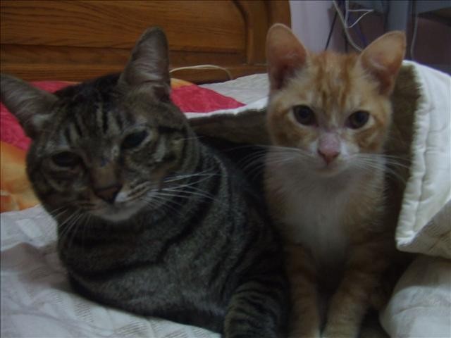 呆呆奶媽 - 第2張圖