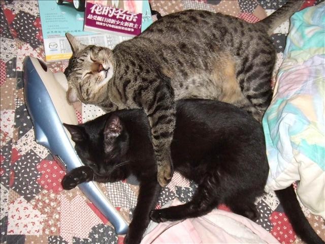 呆呆奶媽 - 第3張圖