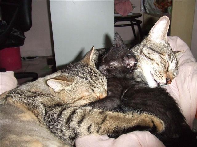 呆呆奶媽 - 第4張圖