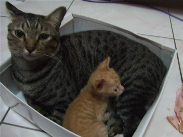 呆呆奶媽 - 第5張圖