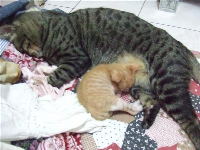 呆呆奶媽 - 第6張圖