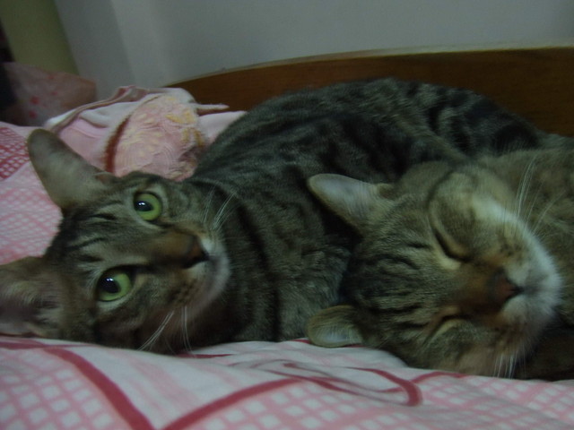 呆呆奶媽 - 第7張圖