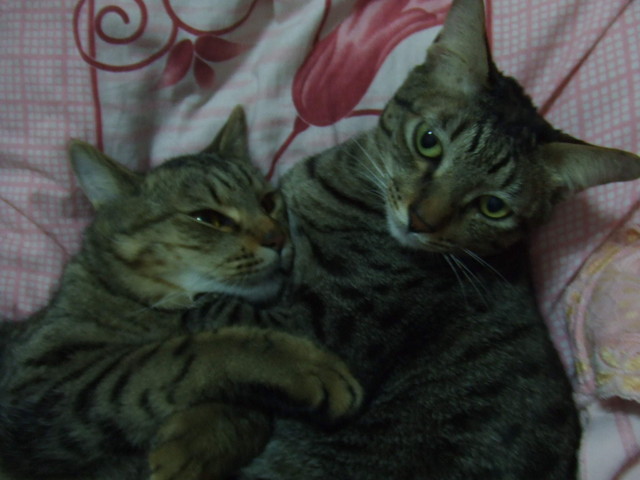 呆呆奶媽 - 第8張圖