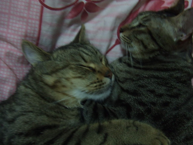 呆呆奶媽 - 第9張圖