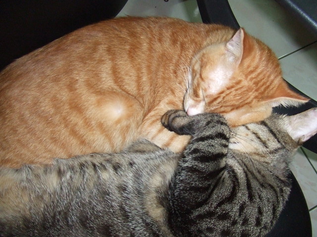 呆呆奶媽 - 第11張圖