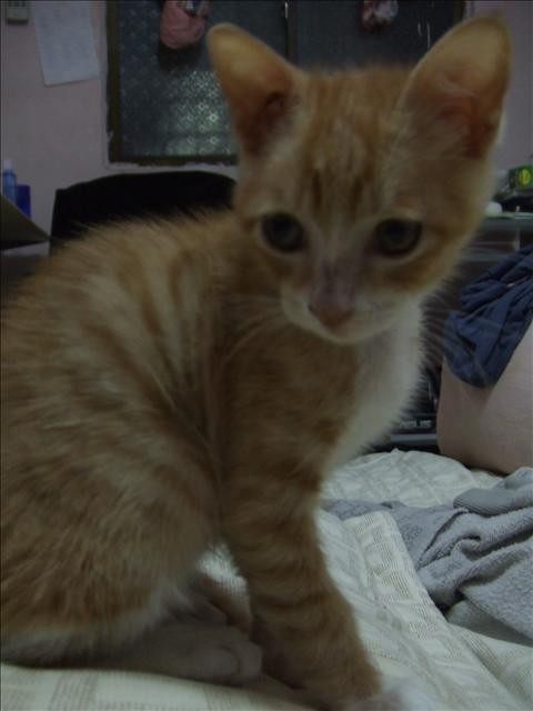 烏咪長大了 - 第2張圖