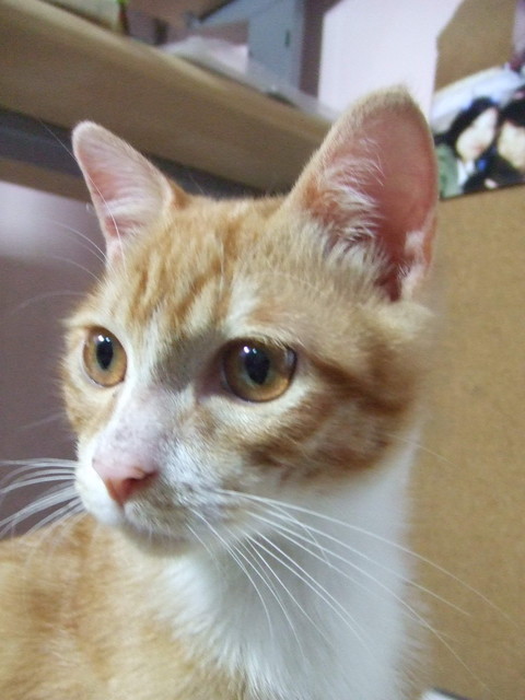 烏咪長大了 - 第3張圖