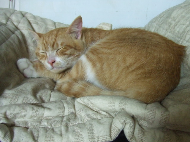 烏咪長大了 - 第4張圖