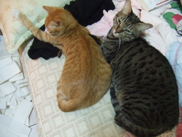 烏咪長大了 - 第6張圖