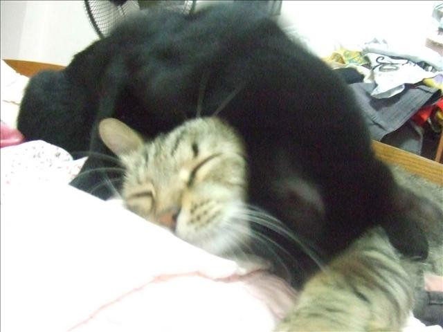 胖胖轉性 - 第1張圖