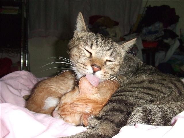 胖胖轉性 - 第2張圖