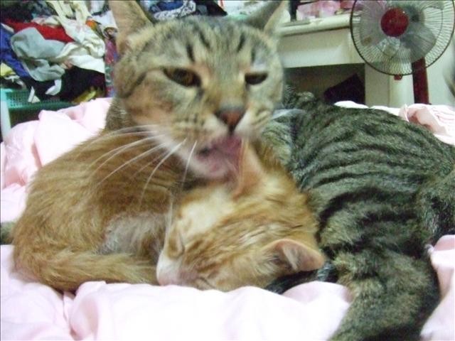 胖胖轉性 - 第3張圖