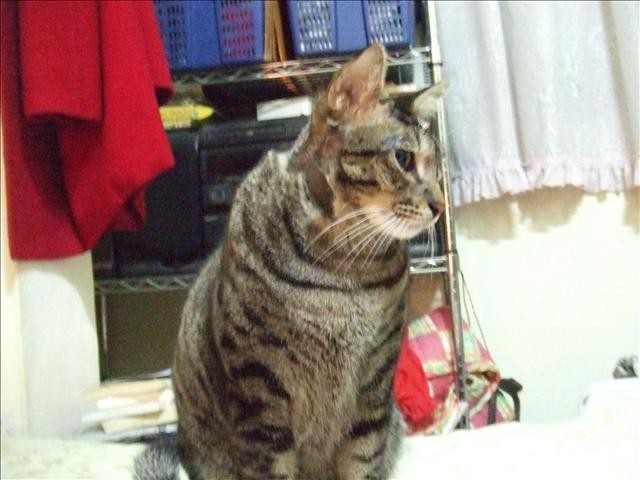 胖胖轉性 - 第4張圖