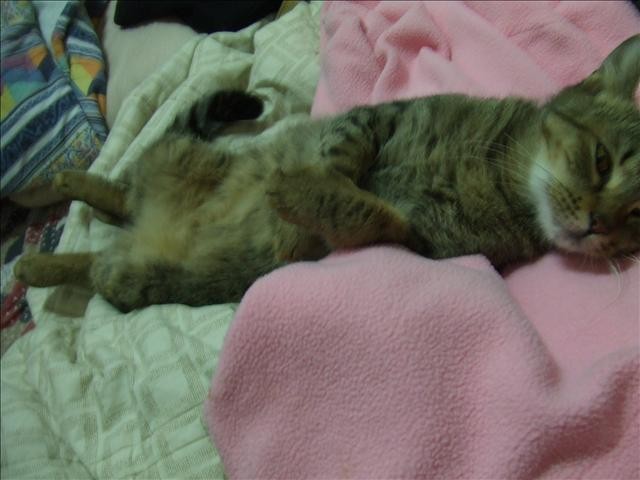 胖胖呀! - 第1張圖