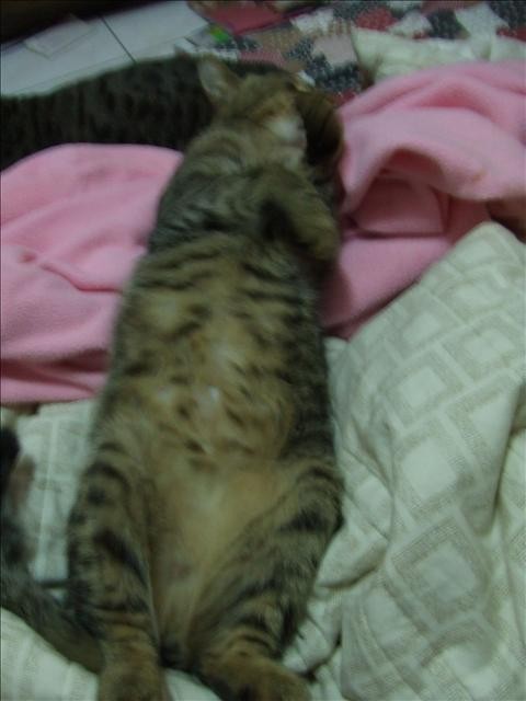 胖胖呀! - 第2張圖