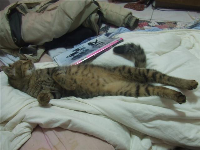 胖胖呀! - 第3張圖